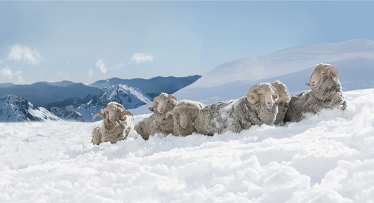 Bien comme un mérinos sur les pistes