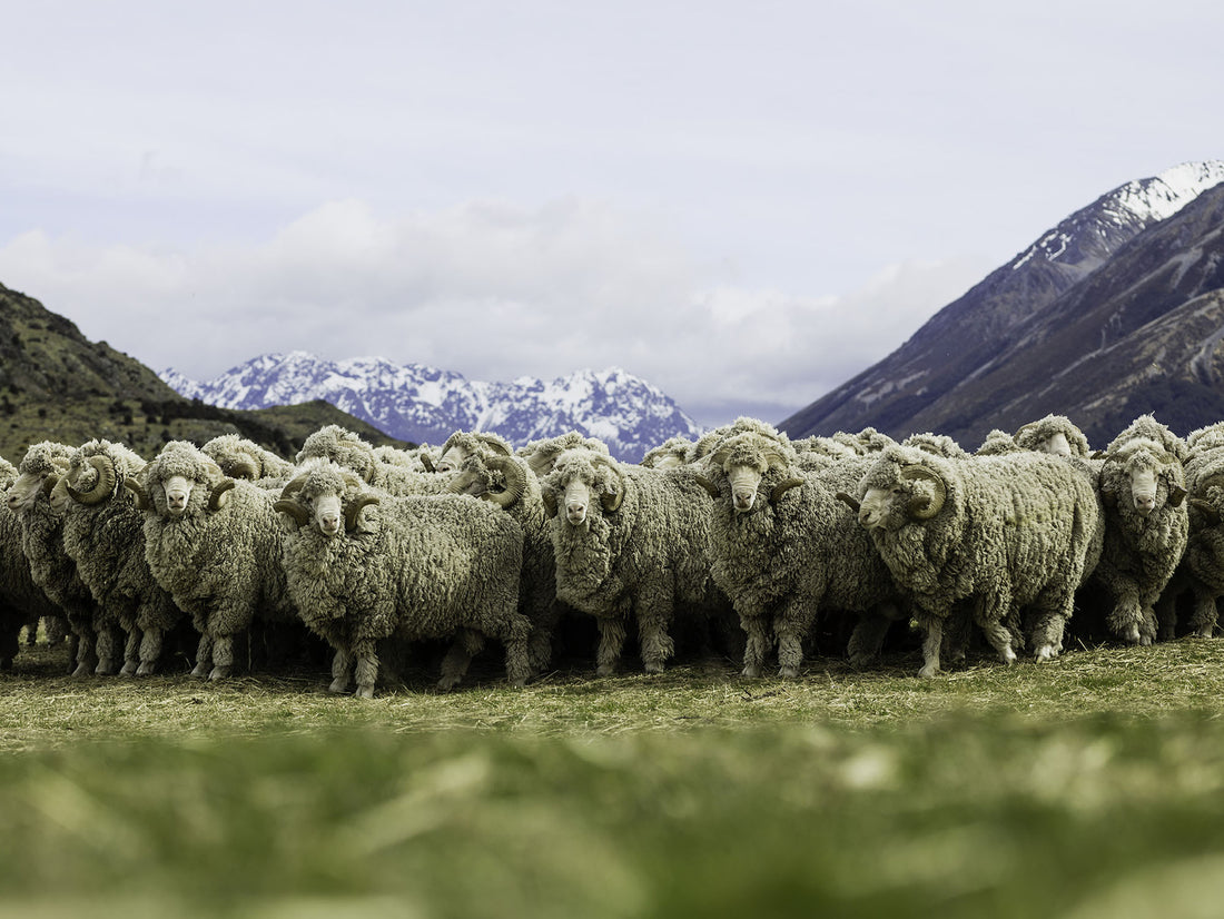 Pour la Fête des Pères offrez notre nouvelle E-carte cadeau 🐏