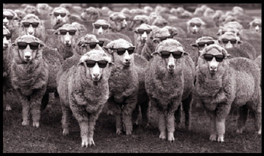 Pop-up Store de rentrée avec les lunettes the Wild Folks